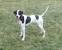 German Shorthaired Pointer Colors