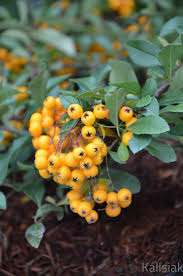 Image result for Pyracantha coccinea soleil d'or