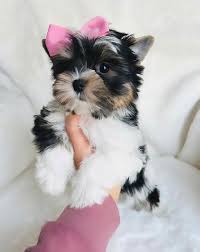 Image result for white yorkshire terrier