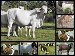 Proposal Penyelenggaraan Qurban 2015 Yayasan Rahmatan Lilalamin