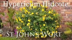 Maybe you would like to learn more about one of these? Hypericum Hidcote St Johns Wort Plant Flowering Evergreen My Walled Garden Youtube