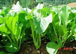 Pin On 0856 4347 4222 Benih Sawi Hijau Benih Sawi Hidroponik Jual Benih Sawi