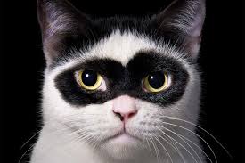 ‪The strange science behind cat cuteness | New Scientist‬‏