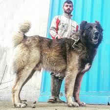 Persian Masttif Sarabi Old Iran Guilan Rudsar Kalachay Kelachay Dog Lovers Raining Cats And Dogs Dog Cat