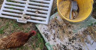 Les fientes des poules : comment les utiliser au jardin ? | Mes poules