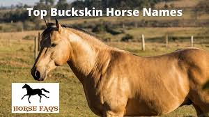 Buck's top cat (tanzi) tijeras, new mexico 87059 usa. 265 Top Buckskin Horse Names Unique Funny Exciting Names Horse Faq S