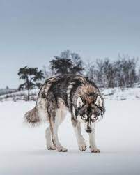 Wolf On The Prowl But Actually The Look You Give To The A Who Just Flew Into The Parking Space You Had Your Signal On Fo Wolf Dog Wild