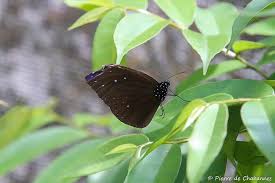 Image result for Eulophia obscura