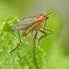 Image result for Empogona sp. A