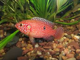 Freshwater Aquarium Fish Species Pets World