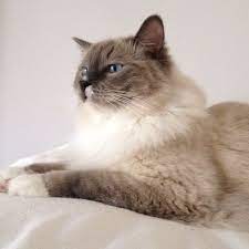 thomas our ragdoll cat m a kitchen beautiful cats ragdoll cat cat portraits