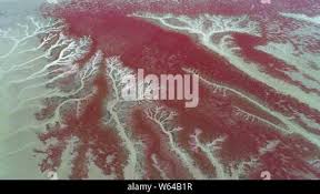 Aerial view of the Red Beach or Liaohekou Honghaitan National Marine Park  resembling blood vessels in Dawa county, Panjin city, northeast China's  Liao Stock Photo - Alamy