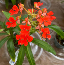 Image result for Habenaria arenaria