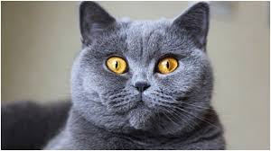 Tuy Dokmeyen 5 Kedi Irki Vetbilgi