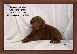 Beautiful dogs animals beautiful beautiful pictures chocolate lab puppies chocolate labs chocolate brown chocolate moose chocolate labradors chocolate labrador retriever. Lab Puppies For Sale Chicago Lab Puppy Chicago