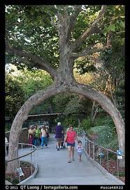 Pin By Virginia Hoffman Mason On God S Handiwork Gilroy Gardens Pictures Beautiful Tree