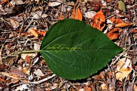 Image result for Clerodendrum tricholobum