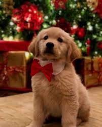 Silly Puppies Dog Animals Dog Christmas Pictures Golden Retriever Puppy Christmas Very Cute Dogs
