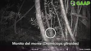 Monitos del monte ( dromiciops gliroides) are found in southern south america, specifically the northern portions of patagonia, between 36 and 43 degrees south latitude. Species Spotlight Monito Del Monte Gaap