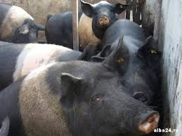 De vanzare purcei vietnamezi din rasa pura. Dsv Alba UrmÄƒreste VanzÄƒrile De Porci Pe Internet Alba24