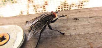 Fliegen Vertreiben Die Besten Hausmittel Gegen Stubenfliegen Utopia De Hausmittel Gegen Fliegen Fliegenfalle Hausmittel Fliegenfalle