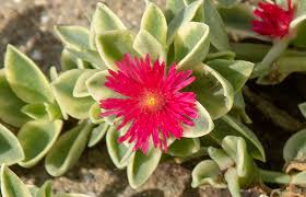 See more ideas about trailing flowers, planting flowers, plants. Dorotheanthus Mezoo Trailing Red