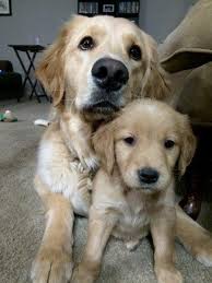 Golden Retriever memorial shirts for pet loss