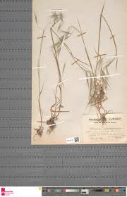 Image result for Digitaria gymnostachys