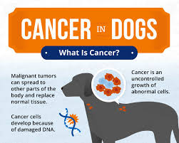 However, you'll know when your dog's quality of life has been significantly affected. Cancer In Dogs Causes Symptoms Treatments Canna Pet