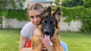 Мой новый щенок немецкой овчарки первые 3 месяца дома