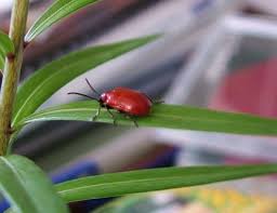 They are most common in damp, shady places and feed on leaves at night—in fact, one of the best ways to tell if you have a slug infestation is to go out after dark with a flashlight to have a look. Rosemary Beetle Rhs Gardening