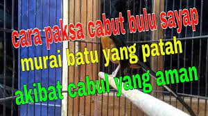 Cara Mencabut Bulu Sayap Murai Batu Yang Patah Akibat Cabul Yang Aman Cabut Bulu Bulu