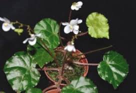 Image result for Begonia poculifera