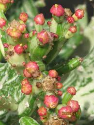 Image result for Opuntia monacantha