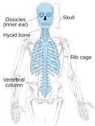 The bones are a solid structure made up of calcium phosphate and collagen. Axial Skeleton Wikipedia