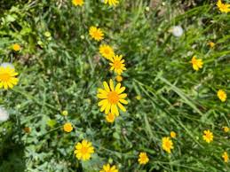 Image result for Emilia discifolia