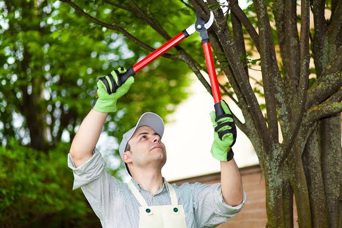 Expert tree trimming and pruning