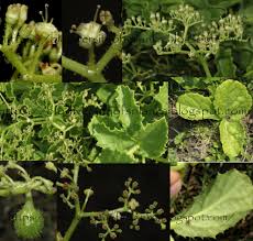 Image result for Cyphostemma setosum