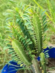 Image result for Euphorbia candelabrum
