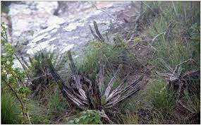 Image result for Cynanchum mulanjense