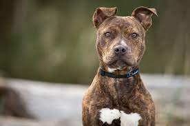 Female blue nose pitbull puppy. Brindle Pitbull Complete Guide Family Guardian Or Dangerous Dog Perfect Dog Breeds