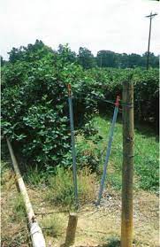 Maybe you would like to learn more about one of these? Trellis Systems Nc State Extension Publications