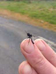 Violet tail dragonfly argia violacea actual size appearance: Massive Swarms Of These Weird Looking Flies Will Soon Be Back In Ireland