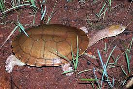 Pin On Turtles