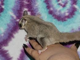Buy Platinum Sugar Gliders Available