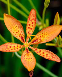 40 + blackberry lily seeds aka leopard lilies farmsquirrels. Belamcanda Chinensis Orange Queen Syn Iris Domestica Bare Roots Buy Blackberry Lilies Online At Farmer Gracy Uk