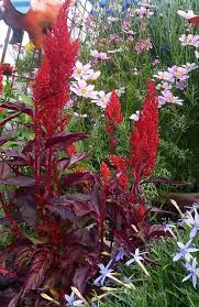Celosia Sunday Red 1 Perennial Plants Plants Garden Borders