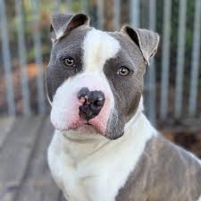 Black And White American Bulldog Mix Pin On Pets To Adopt