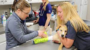 Find and research urgent care clinics, including clinic ratings, addresses, phone numbers, affiliated physicians, and more. Pet Emergency And Urgent Care Near Me Hickory Veterinary Hospital