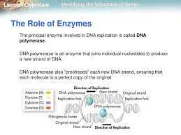 This is just one of the solutions for you to be successful. What Is The Role Of Dna Polymerase In This Process Gizmo